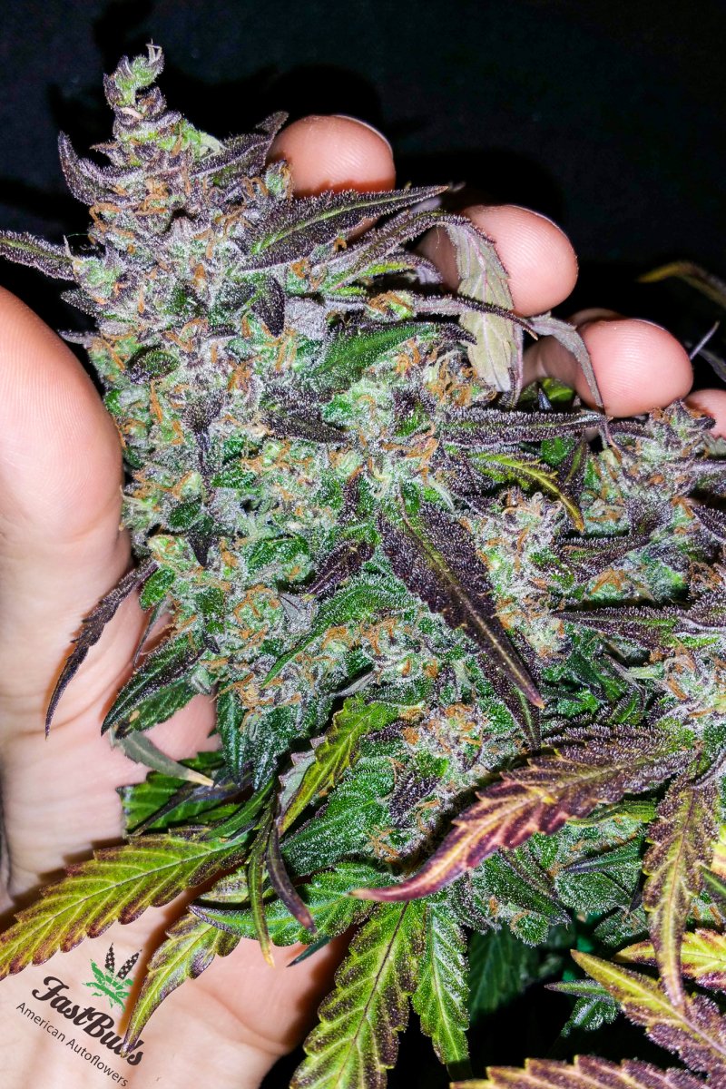 FAST BUDS - FASTBERRY AUTO