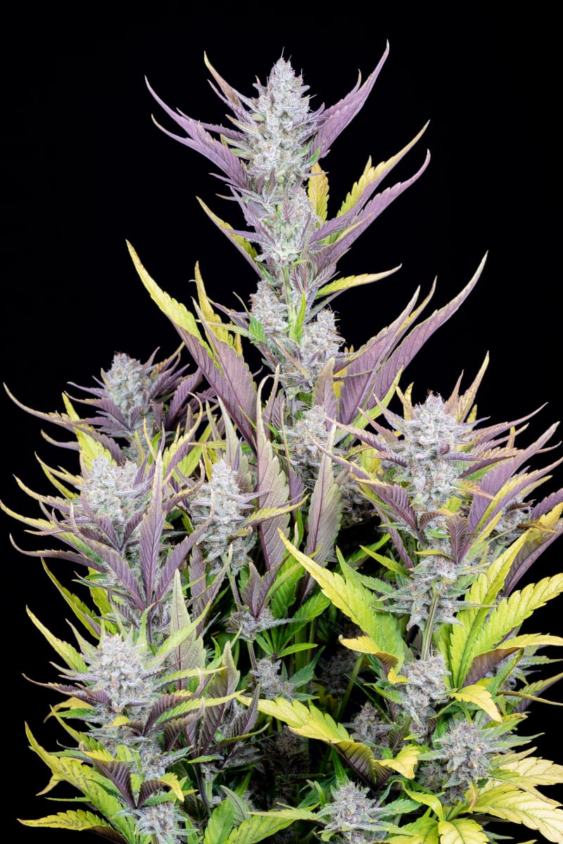 FAST BUDS - WEDDING GLUE AUTO