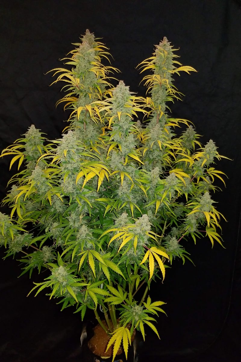 FAST BUDS - BLUE DREAM