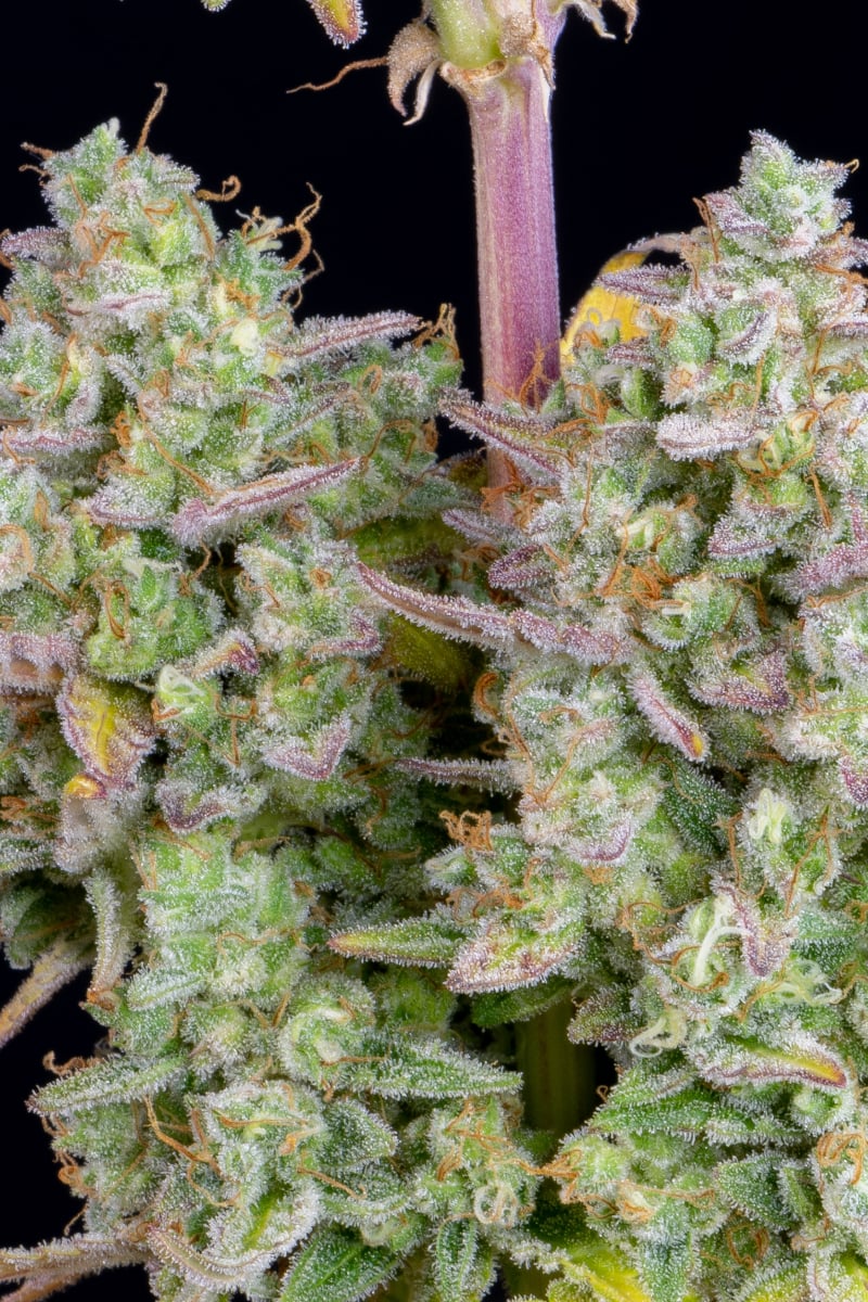 FAST BUDS - WEDDING CHEESECAKE AUTO