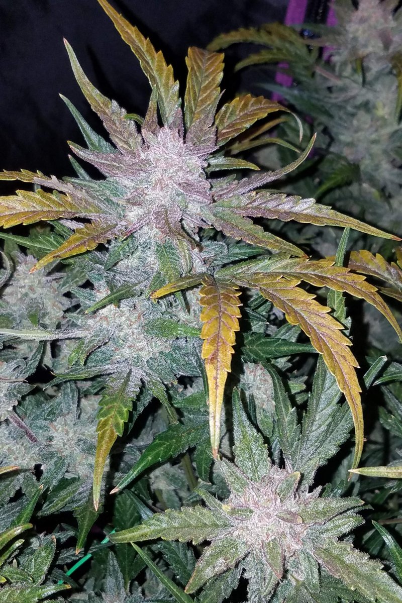 FAST BUDS - MEXICAN AIRLINES AUTO