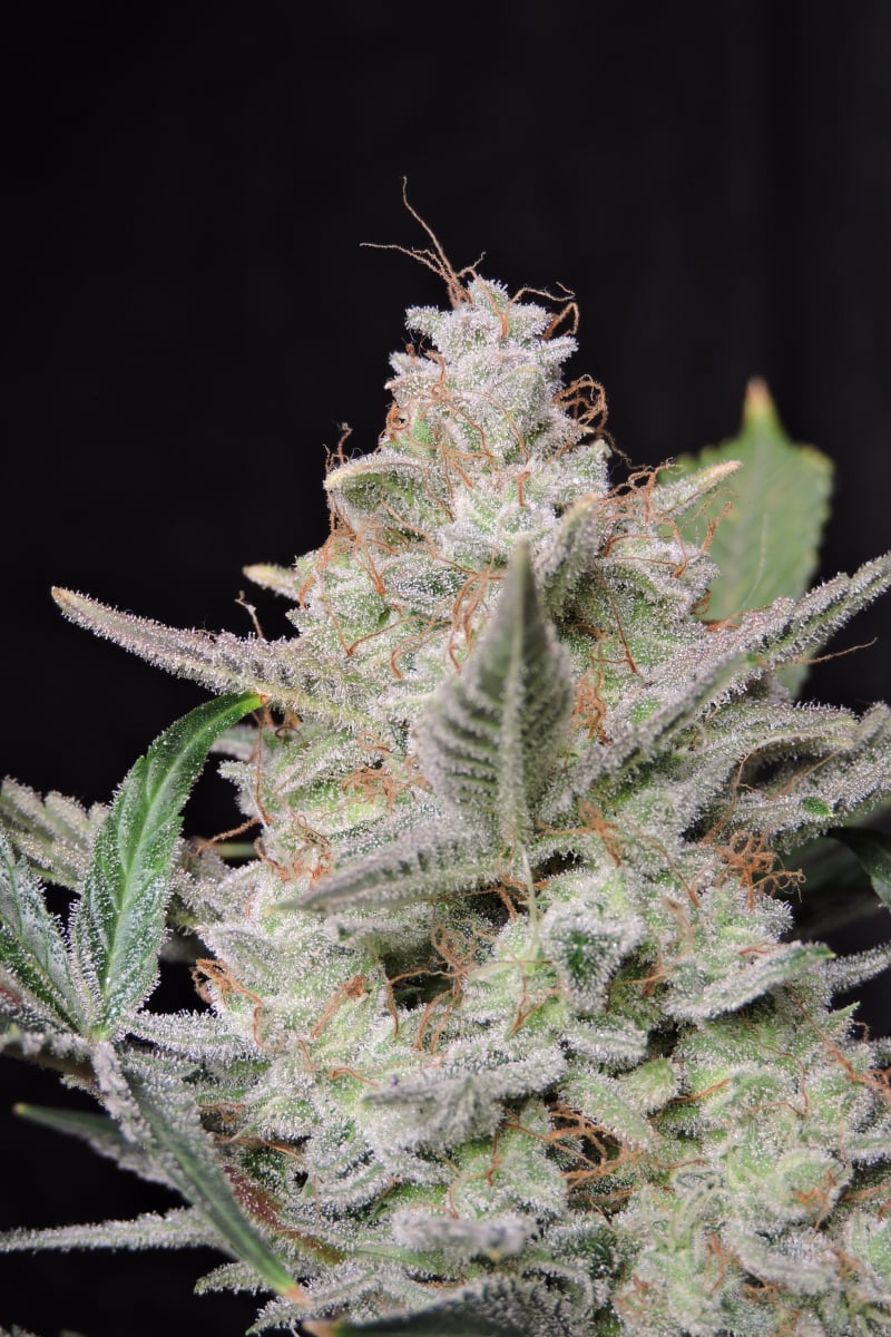 FAST BUDS - STRAWBERRY GORILLA AUTO