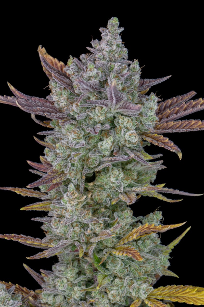 FAST BUDS - GORILLA COOKIES AUTO