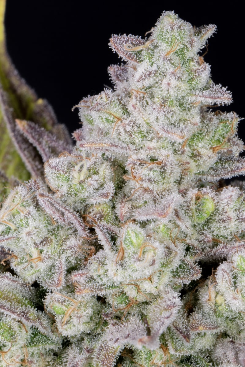 FAST BUDS - GORILLA COOKIES AUTO