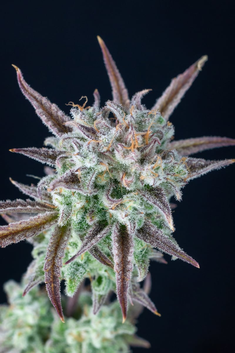 FAST BUDS - STRAWBERRY BANANA AUTO
