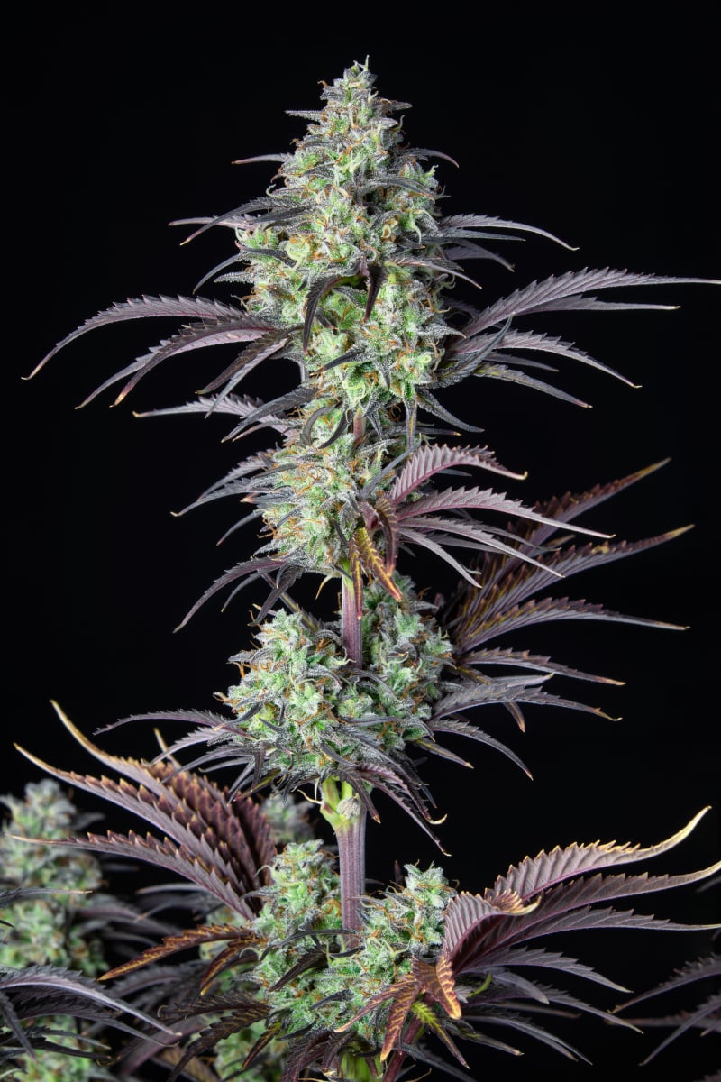 FAST BUDS - MIMOSA CAKE AUTO