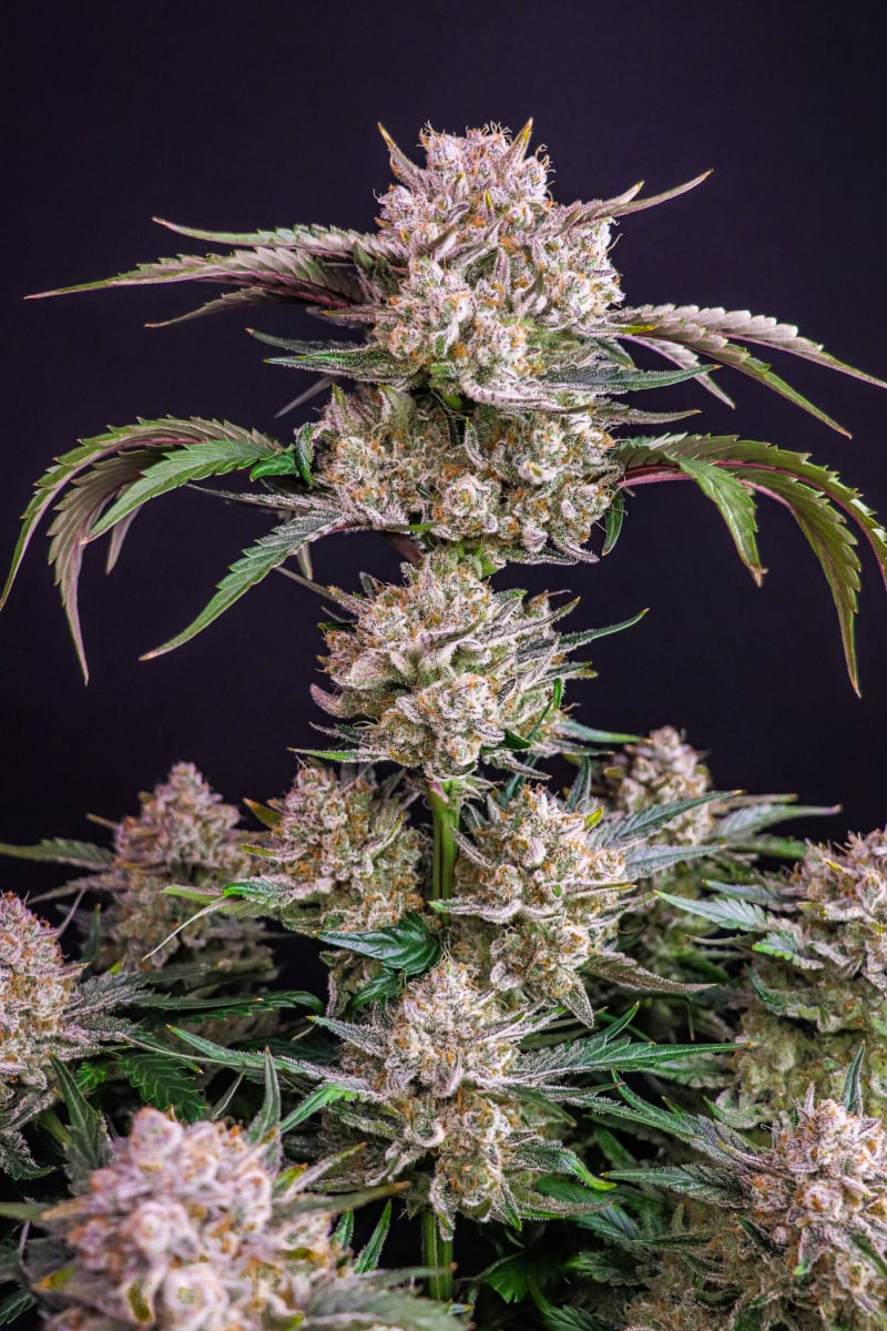 FAST BUDS - STRAWBERRY GORILLA AUTO