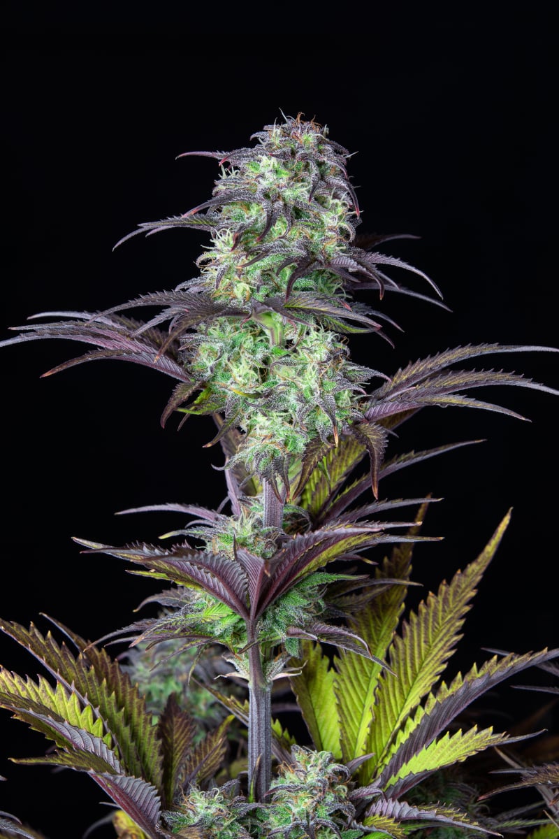 FAST BUDS - BLUEBERRY AUTO