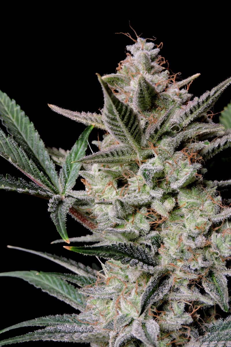 FAST BUDS - STRAWBERRY GORILLA AUTO