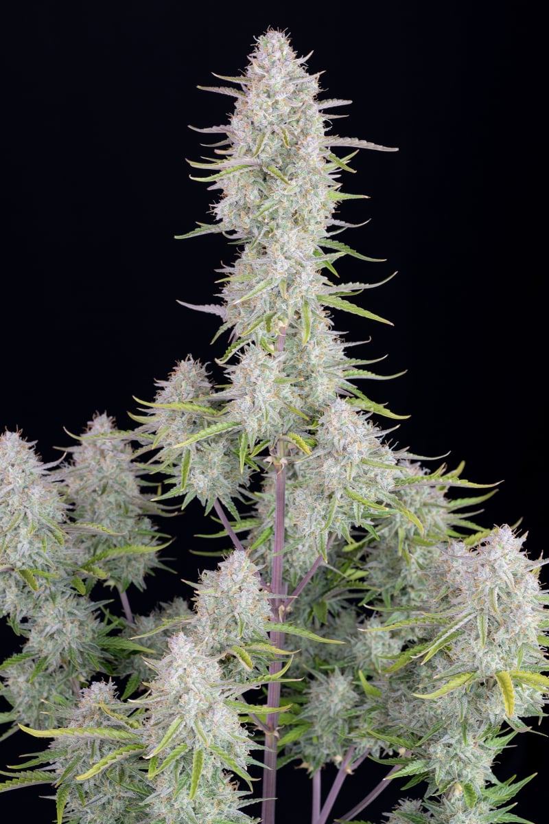 FAST BUDS - WEDDING CHEESECAKE AUTO