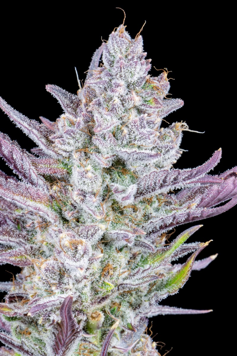 FAST BUDS - WEDDING GLUE AUTO