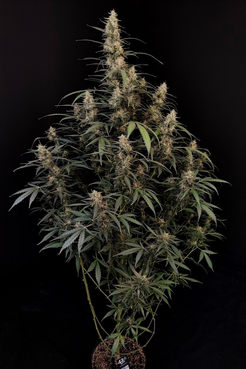 FAST BUDS - AMNESIA HAZE AUTO
