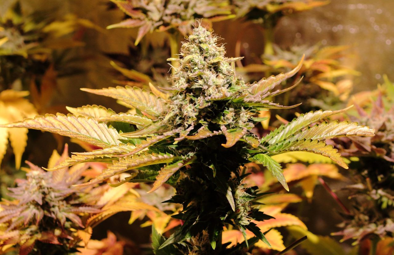 PARADISE SEEDS - JACKY WHITE FEMMINIZZATA