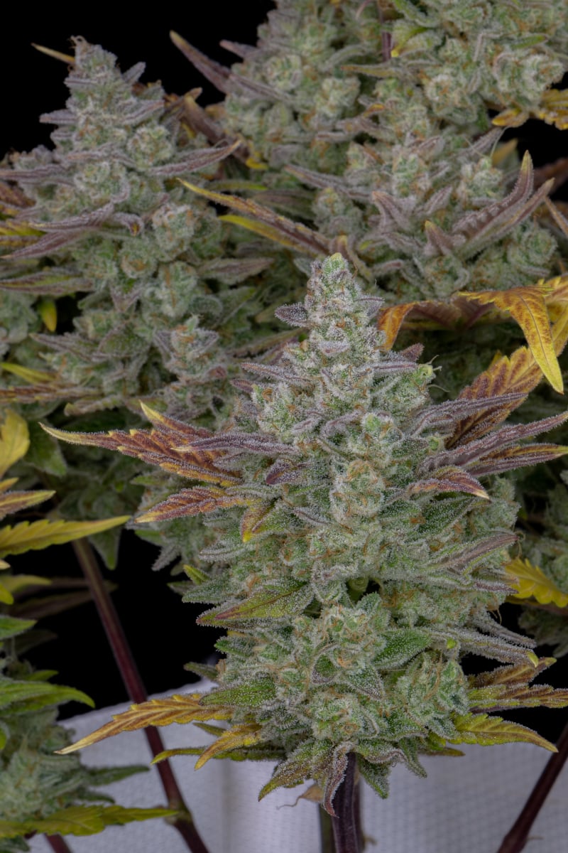 FAST BUDS - GORILLA COOKIES AUTO