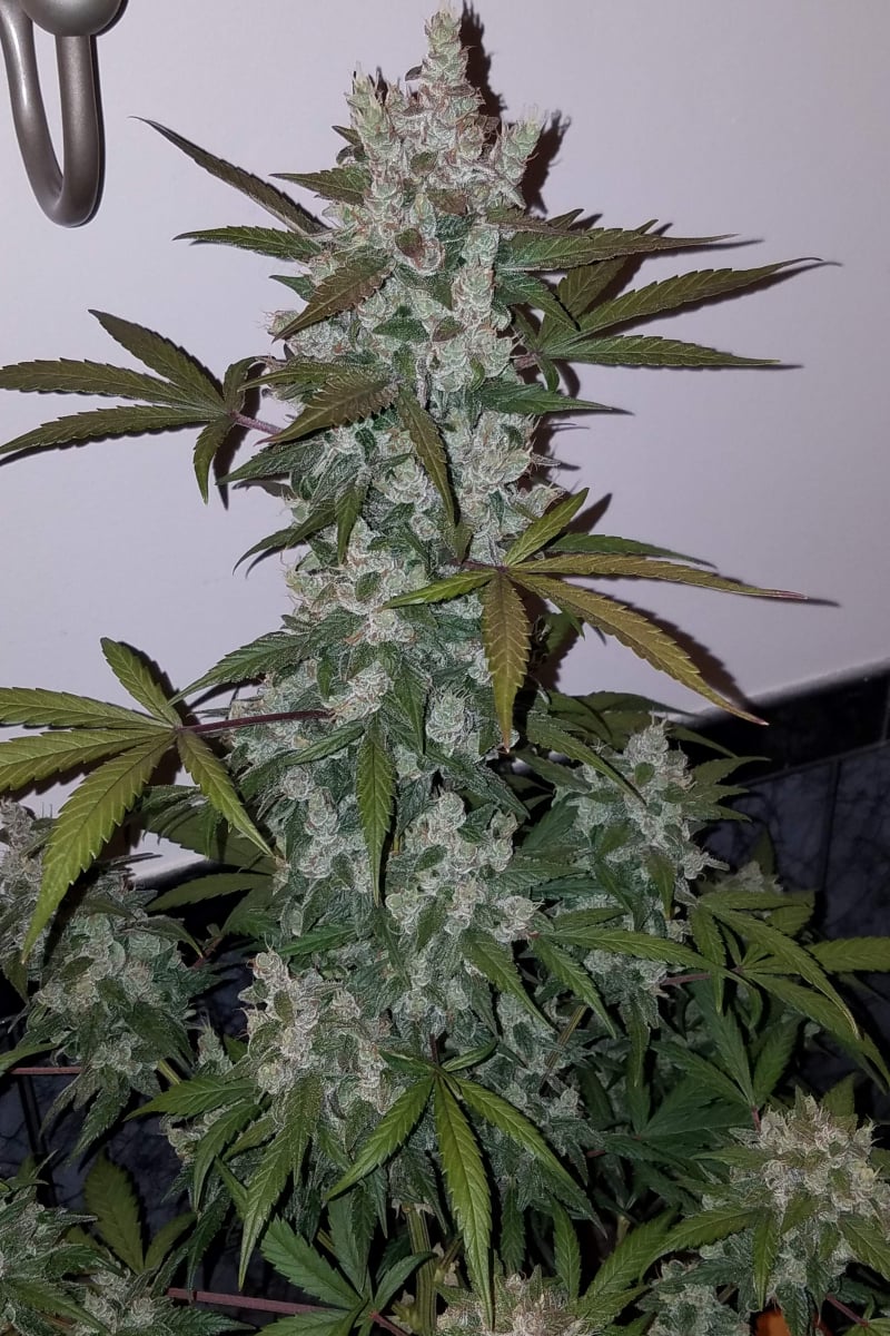 FAST BUDS - GIRL SCOUT COOKIES AUTO