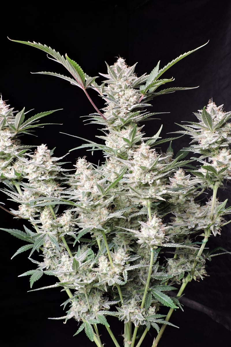 FAST BUDS - STRAWBERRY GORILLA AUTO