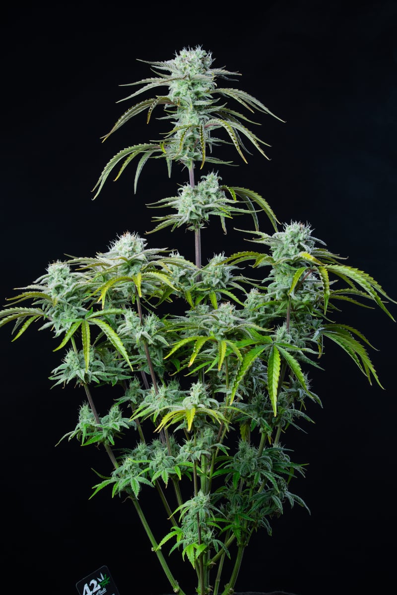 FAST BUDS - STRAWBERRY BANANA AUTO