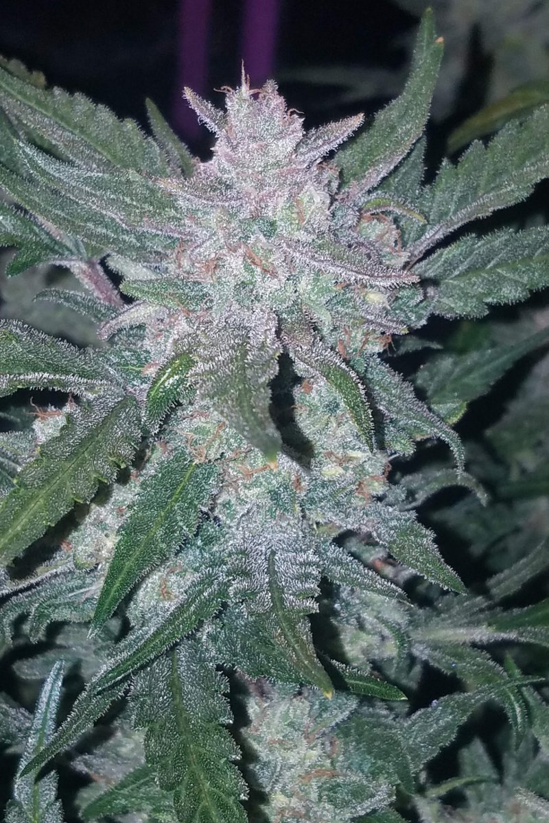 FAST BUDS - MEXICAN AIRLINES AUTO