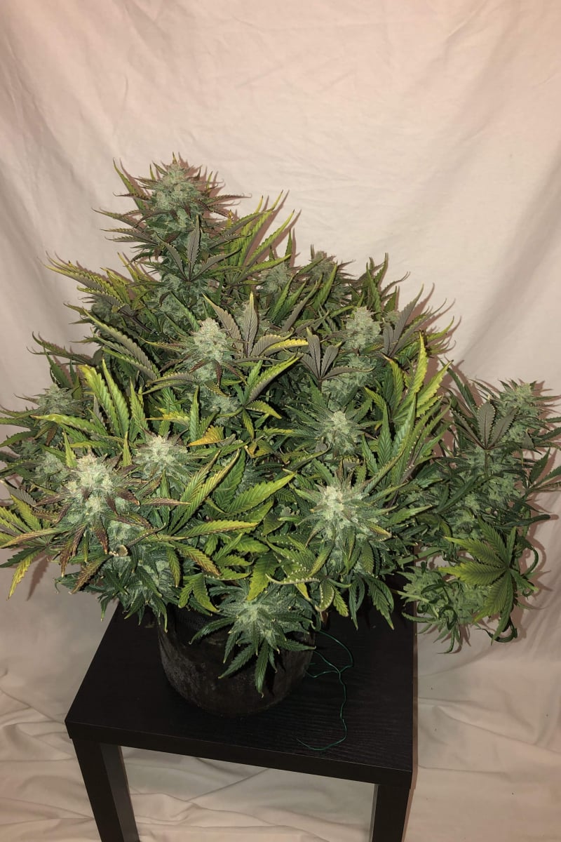 FAST BUDS - GORILLA GLUE AUTO