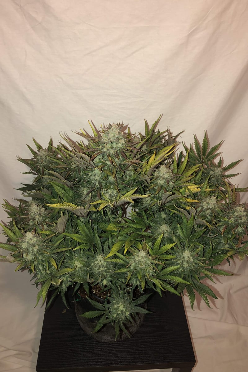 FAST BUDS - GORILLA GLUE AUTO