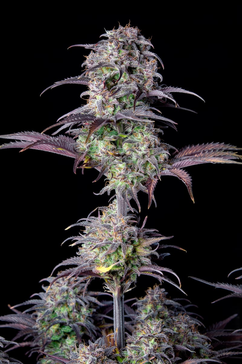 FAST BUDS - BLUEBERRY AUTO