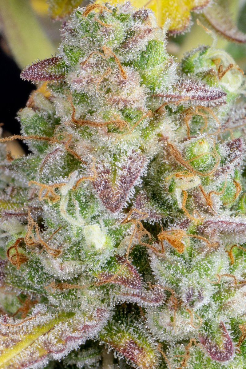 FAST BUDS - WEDDING CHEESECAKE AUTO