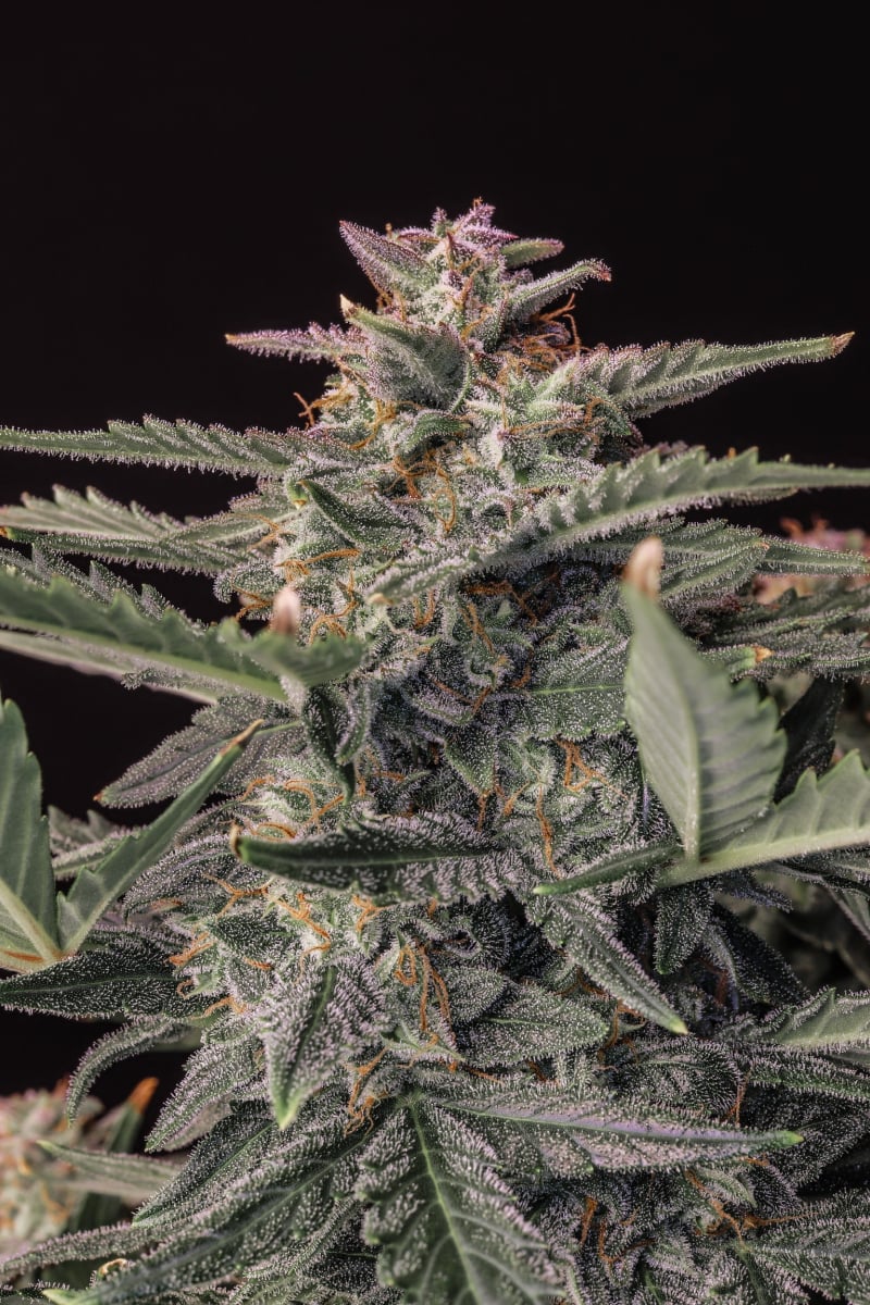 FAST BUDS - WHITE WIDOW AUTO