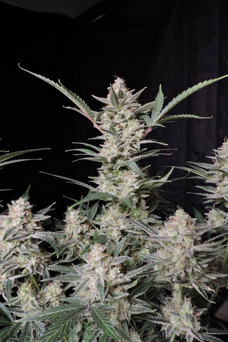 FAST BUDS - STRAWBERRY GORILLA AUTO