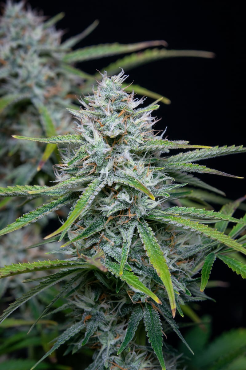 FAST BUDS - WHITE WIDOW AUTO
