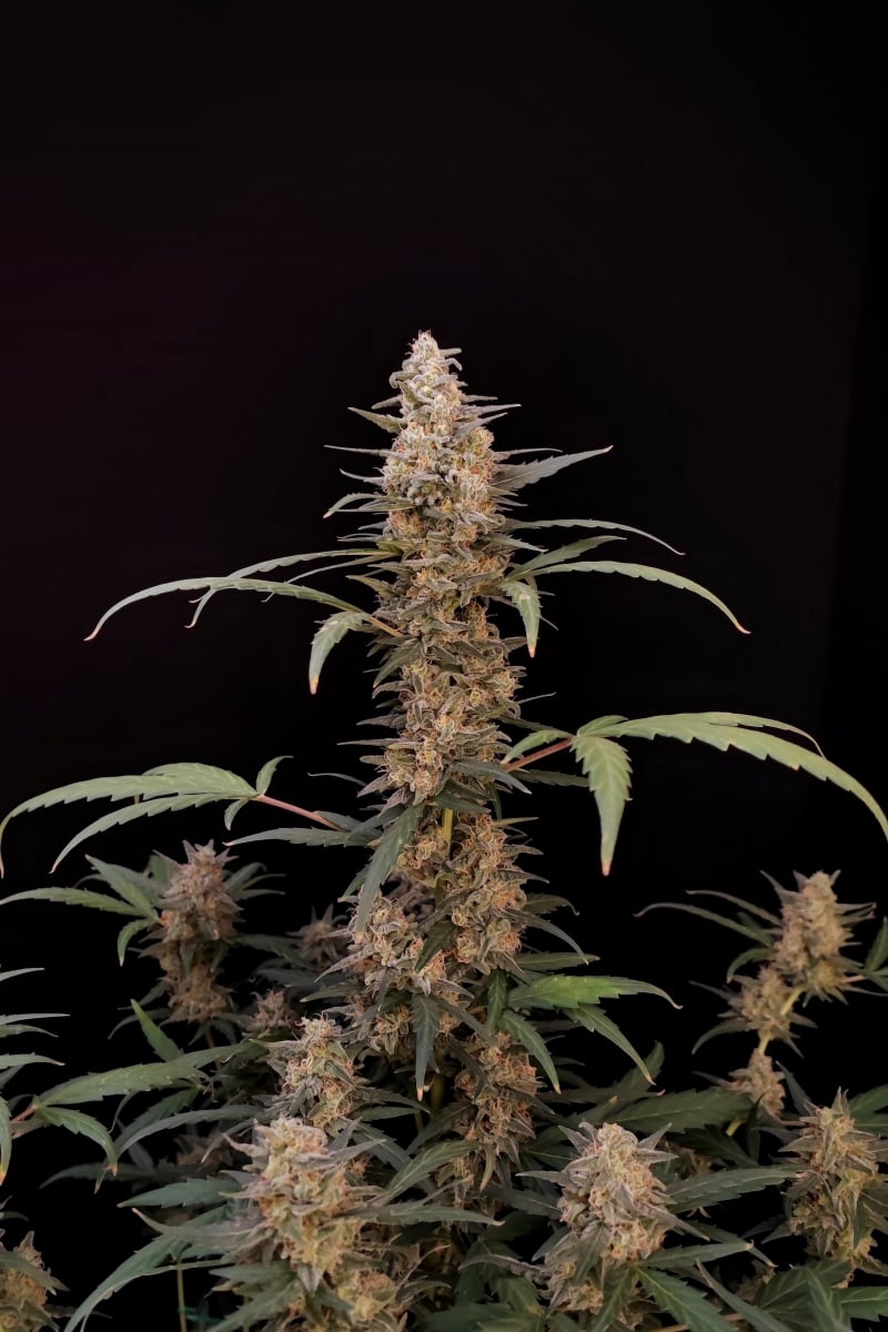 FAST BUDS - CRITICAL AUTO