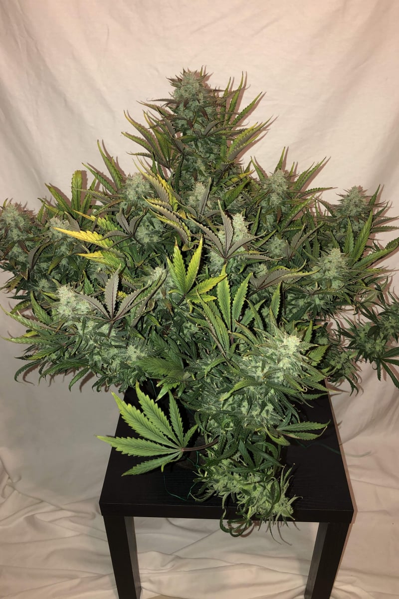FAST BUDS - GORILLA GLUE AUTO