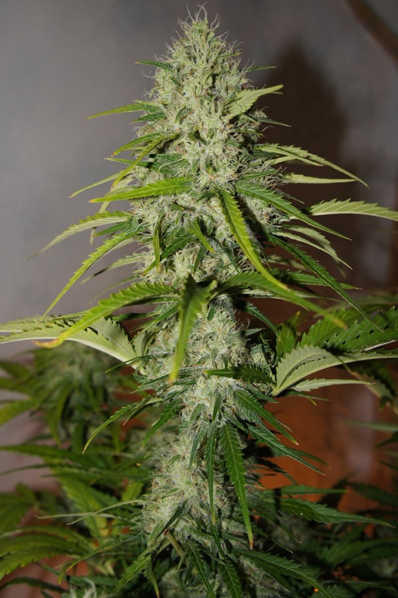 FAST BUDS - GRAPEFRUIT AUTO