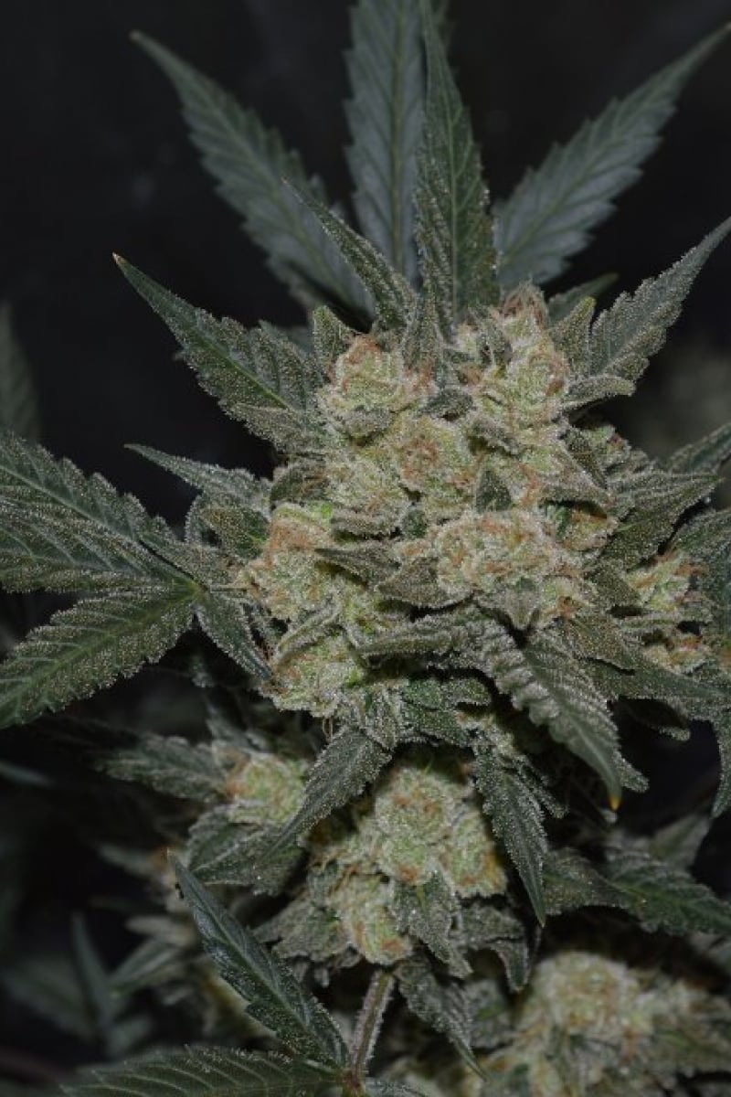 FAST BUDS - GIRL SCOUT COOKIES AUTO