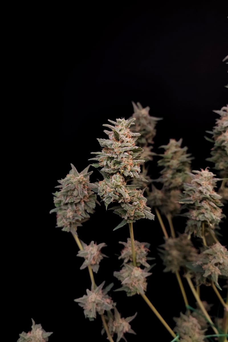 FAST BUDS - CRITICAL AUTO