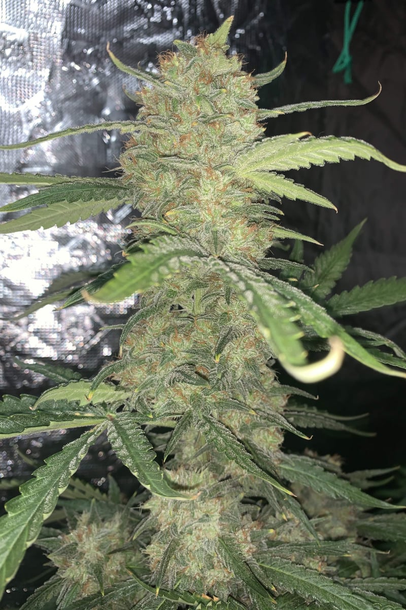 FAST BUDS - OG KUSH AUTO