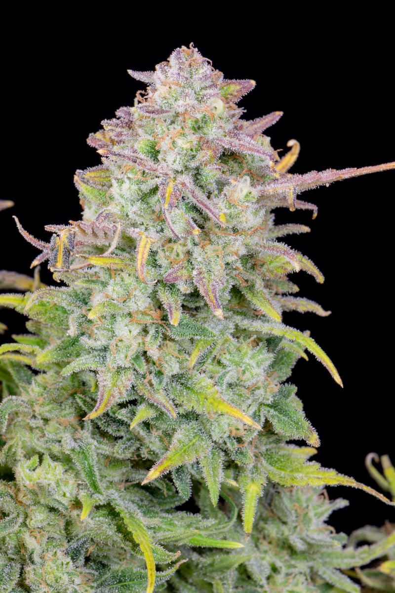 FAST BUDS - TRAINWRECK AUTO