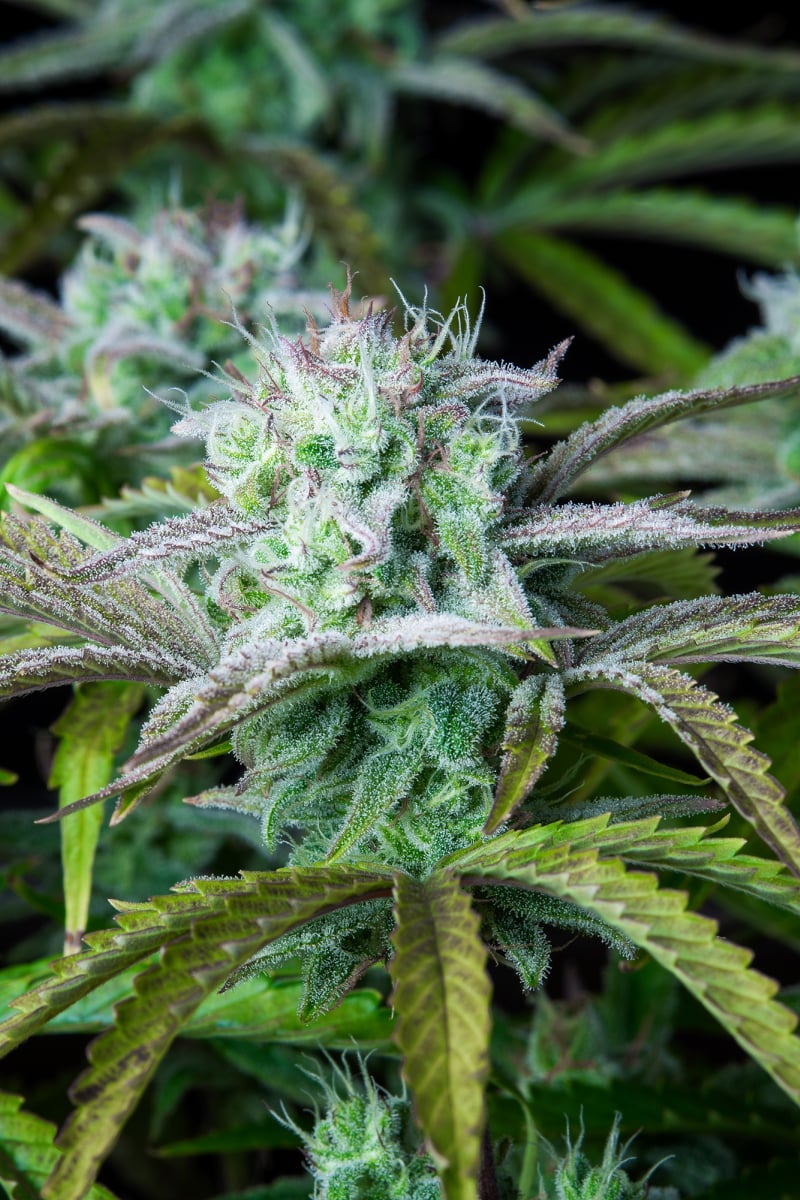 FAST BUDS - STRAWBERRY BANANA AUTO