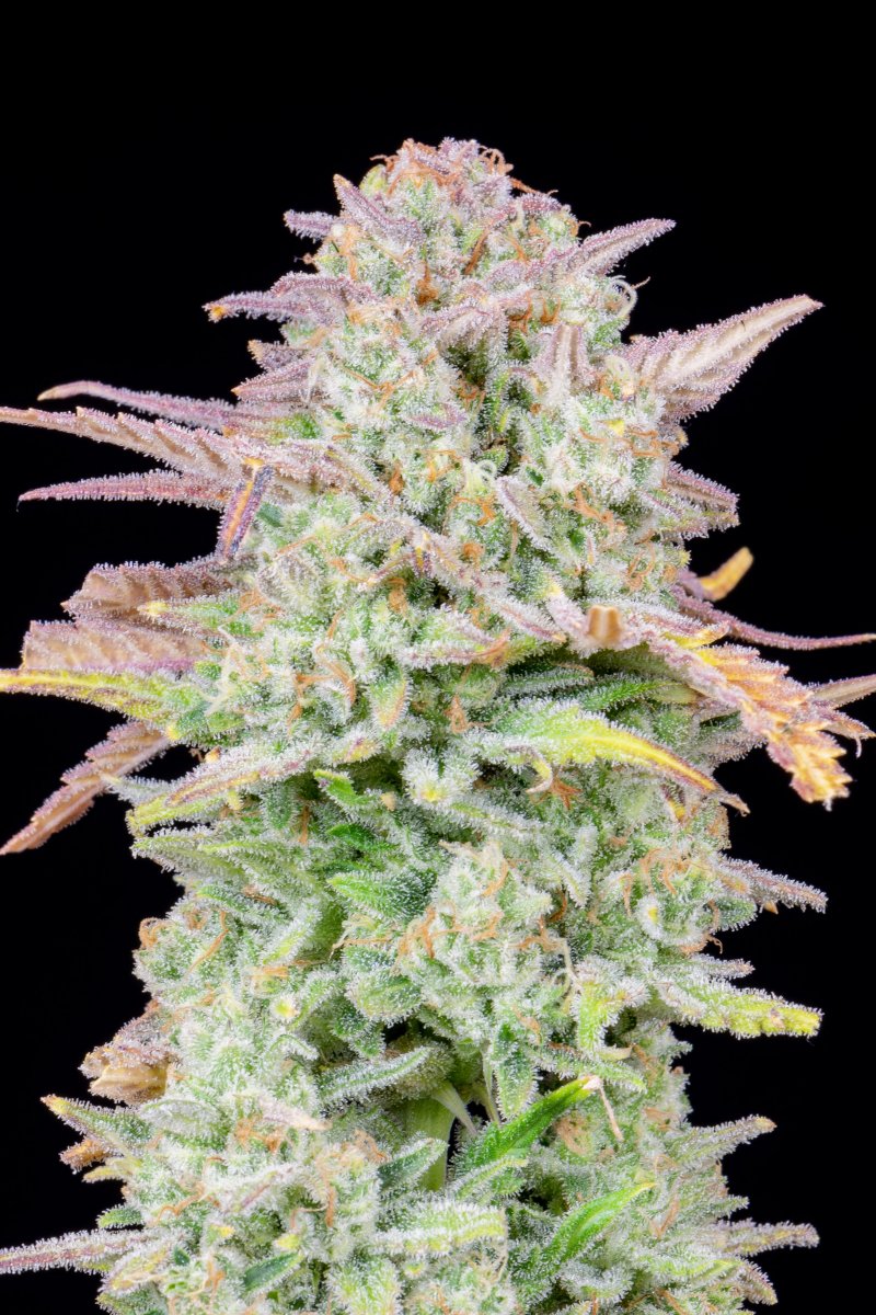 FAST BUDS - TRAINWRECK AUTO