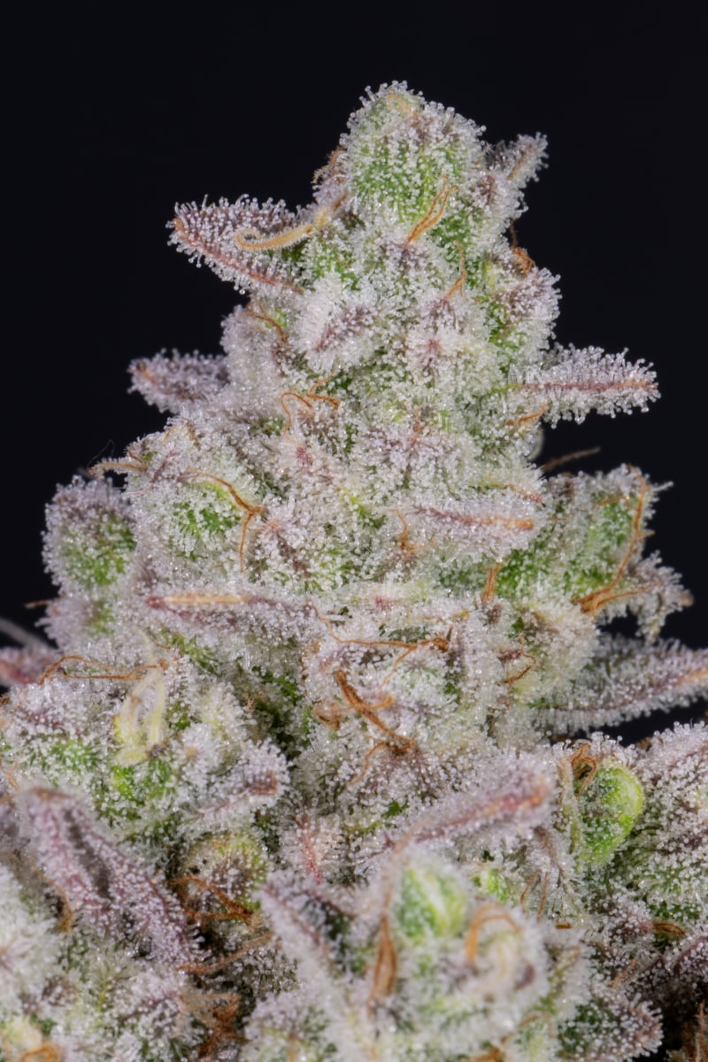 FAST BUDS - GORILLA COOKIES AUTO