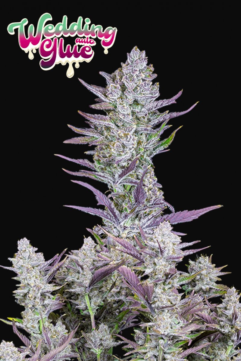 FAST BUDS - WEDDING GLUE AUTO