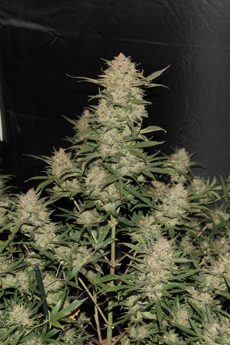 FAST BUDS - OG KUSH AUTO