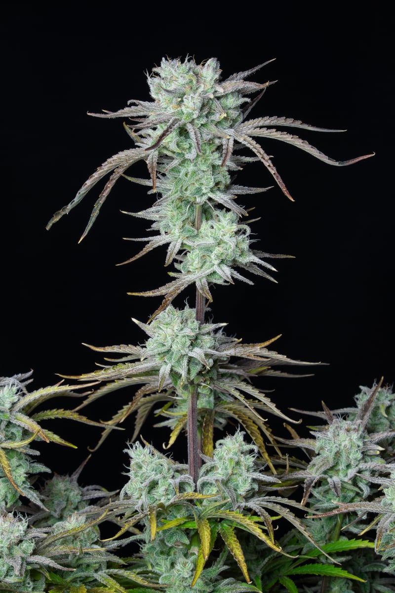 FAST BUDS - STRAWBERRY BANANA AUTO