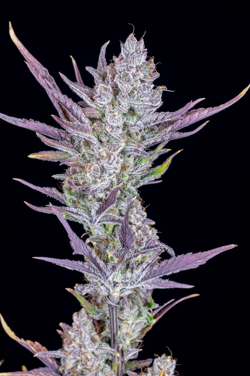 FAST BUDS - WEDDING GLUE AUTO