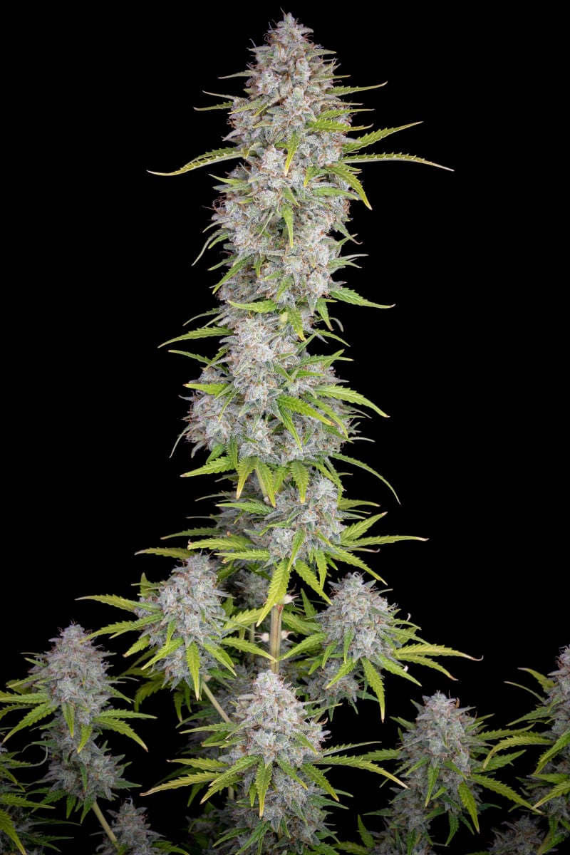 FAST BUDS - ORANGE SHERBET AUTO