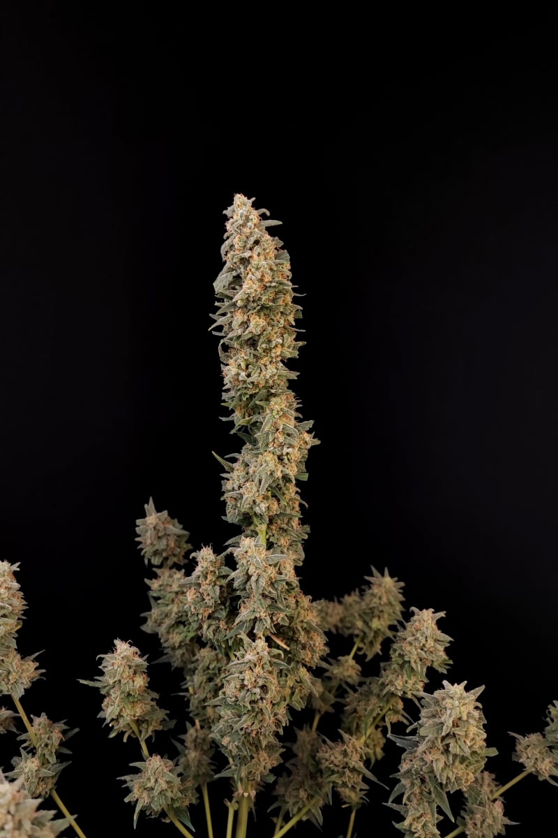 FAST BUDS - CRITICAL AUTO