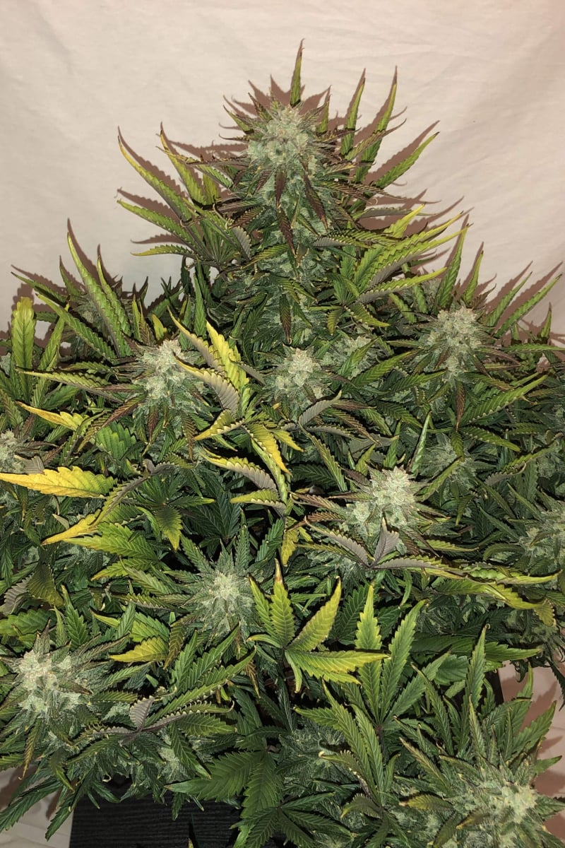 FAST BUDS - GORILLA GLUE AUTO