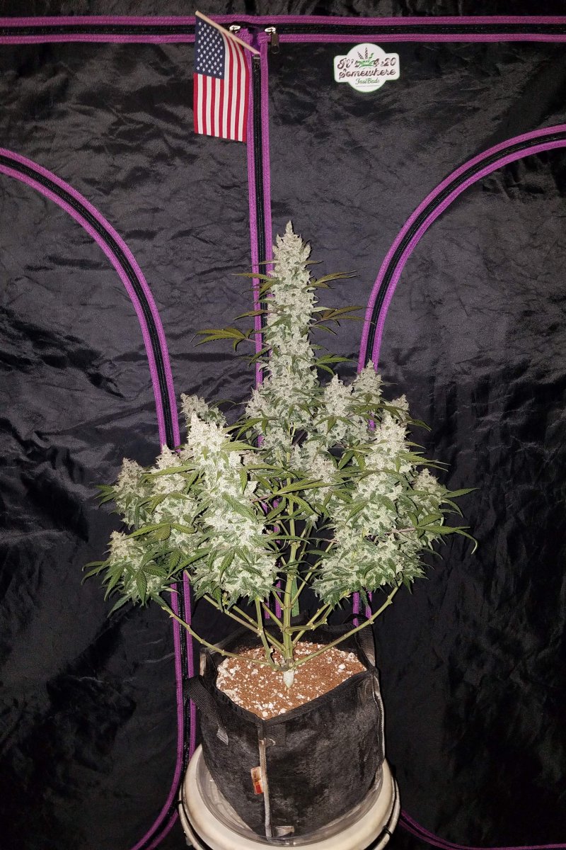 FAST BUDS - GIRL SCOUT COOKIES AUTO