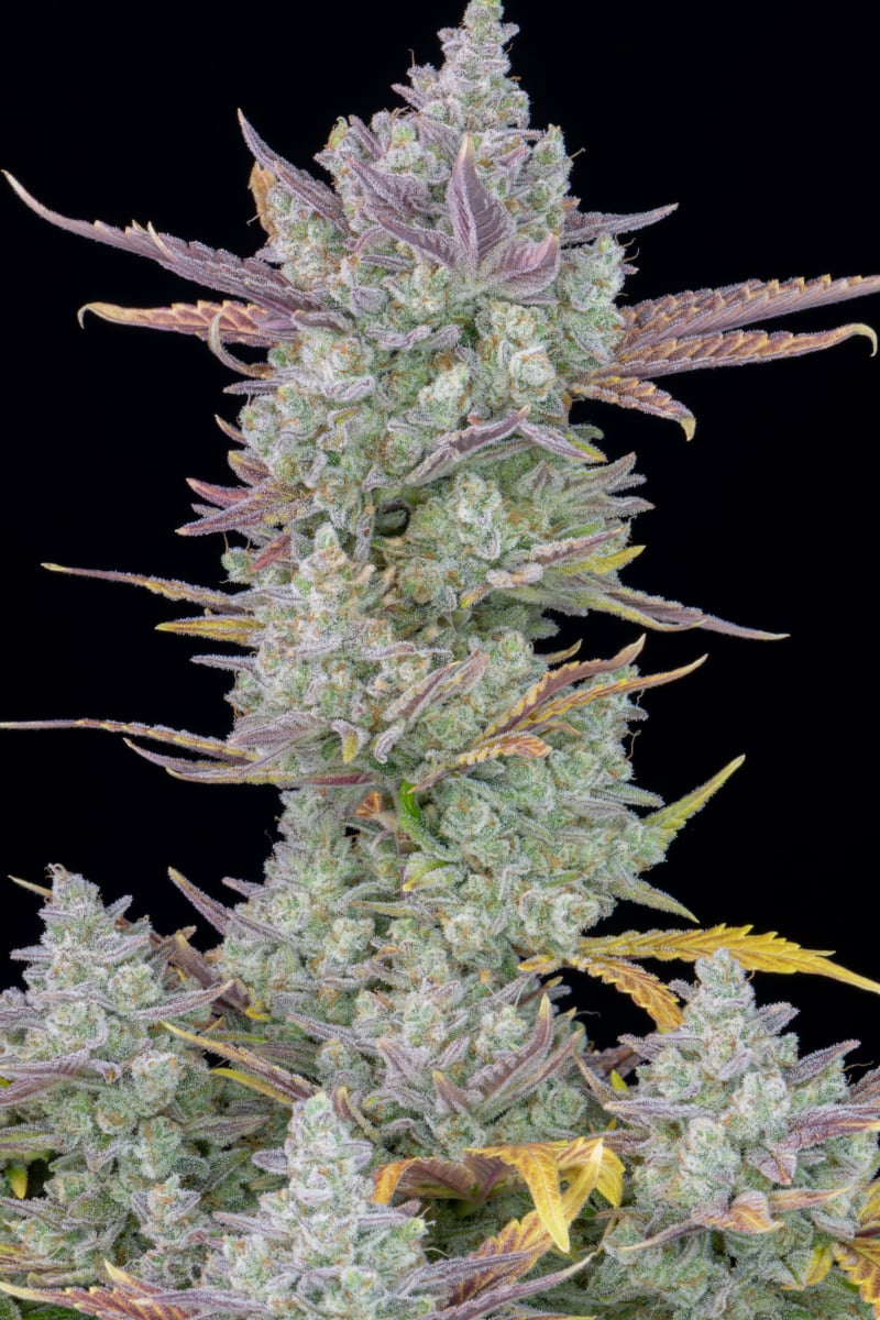 FAST BUDS - GORILLA COOKIES AUTO