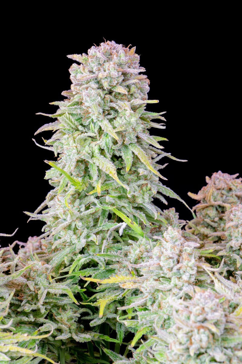 FAST BUDS - AFGHAN KUSH AUTO