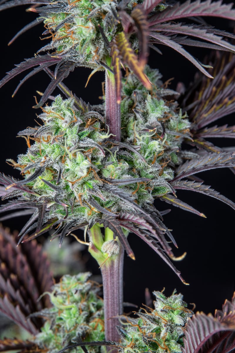 FAST BUDS - MIMOSA CAKE AUTO